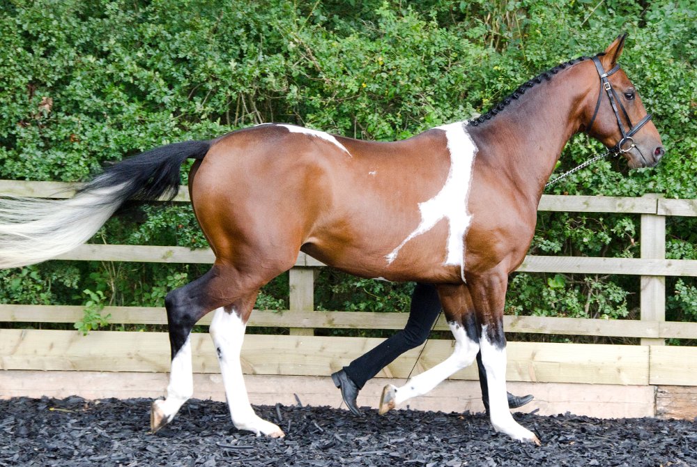 Greenfields Stud Coloured Sport Horses & Ponies.